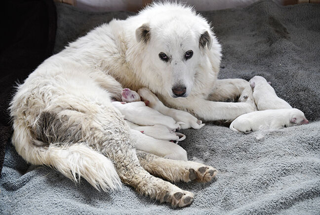 21-04-21 Dog Rescue gary Tickner 3 Roland.jpg